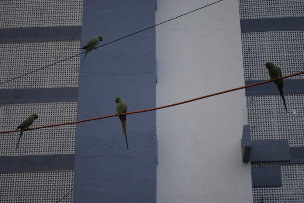 Mumbai parrots